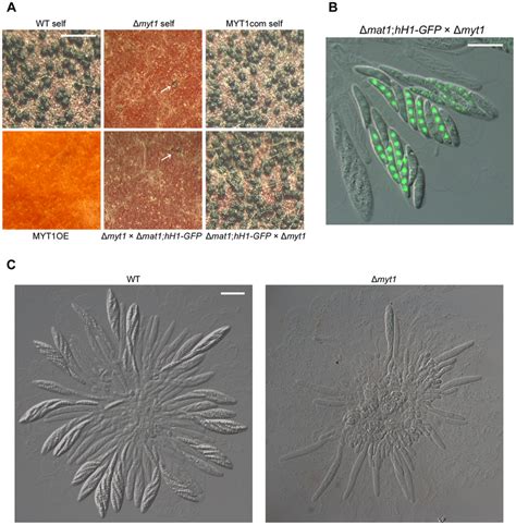 Sexual Development Of Myt1 Mutants A Homozygous Self Crosses And