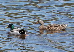 Category:Birds of Blackwater National Wildlife Refuge - Wikimedia Commons