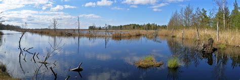 Natural Peat Pits In The Ķemeri Bog