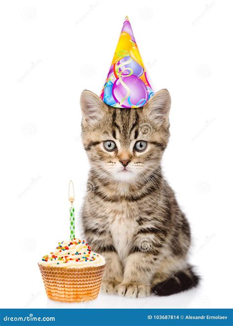 cat birthday hats