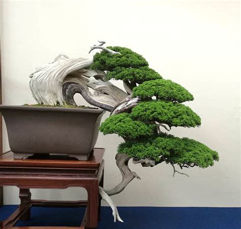 A Goldmine of Great Bonsai | Bonsai Bark