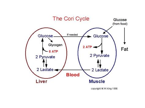 Cori Cycle Process Diagram Cori Cycle