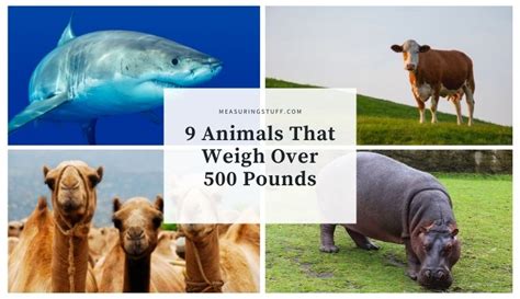 9 Animals That Weigh Over 500 Pounds Measuring Stuff