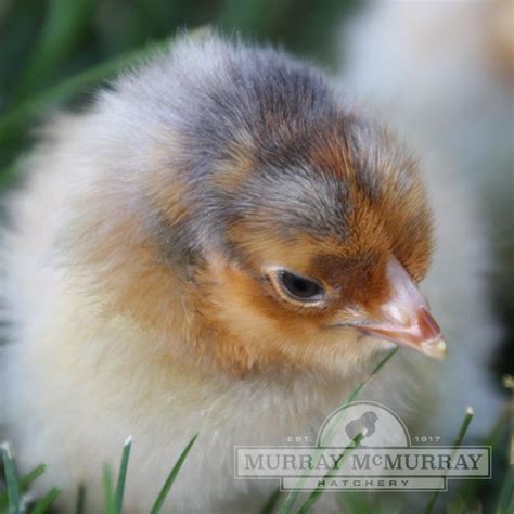 Murray McMurray Hatchery - Blue Laced Red Wyandotte