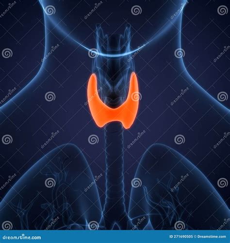 Anatomia Della Ghiandola Tiroide Del Sistema Interno Umano