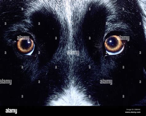 Border Collie Eyes Stock Photo Royalty Free Image 41444410 Alamy