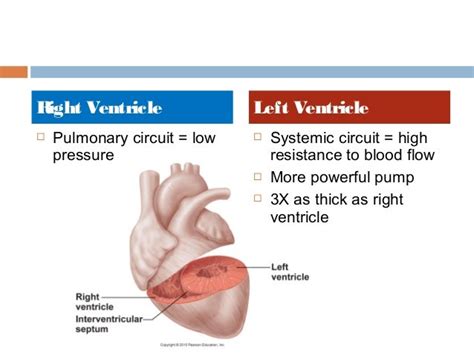 Anatomy & Physiology Lecture Notes - Heart anatomy