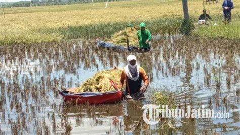 Sawah Terendam Air Berhari Hari Petani Di Tuban Pilih Panen Dini