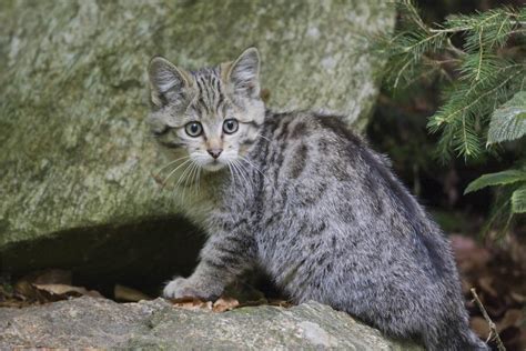 Wildkatze Steckbrief Der Vorfahre Der Hauskatze Im Portrait