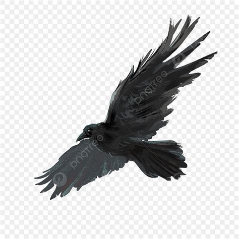 Crow Flying, Clipart Images, Stock Footage, Graphic Resources, Clip Art ...