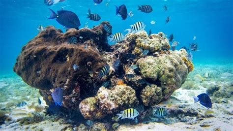 Introducir Imagen Cozumel Coral Reef Abzlocal Mx