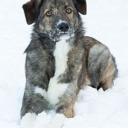 Alaska Dog And Puppy Rescue Anchorage - NRITMA