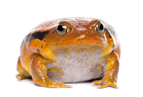 Premium Photo False Tomato Frog Dyscophus Guineti Portrait Against