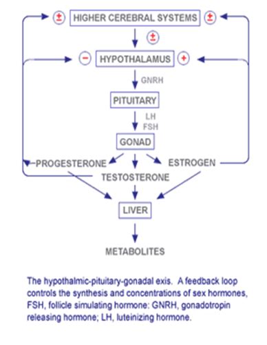 Pharmacology Exam 5: HPG Axis Flashcards | Quizlet