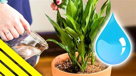 ¿cómo Sabes Que Una Planta Necesita Agua El Truco Del Jardinero Inteligente Danruilo