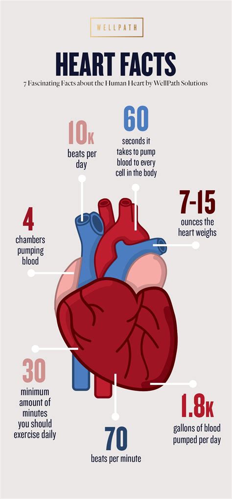 Heart Facts Thepath 219 A Guide To Your