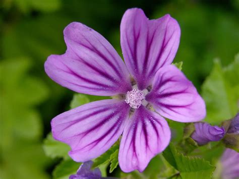 Musk mallow facts and health benefits