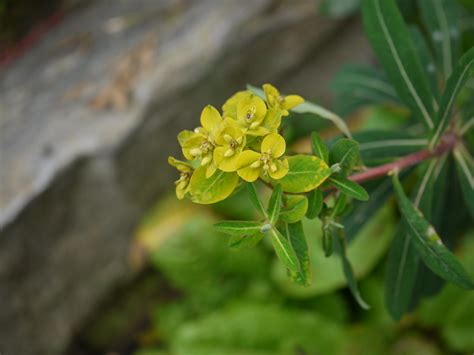 Euphorbia Cornigera Boiss Dinesh Valke Flickr