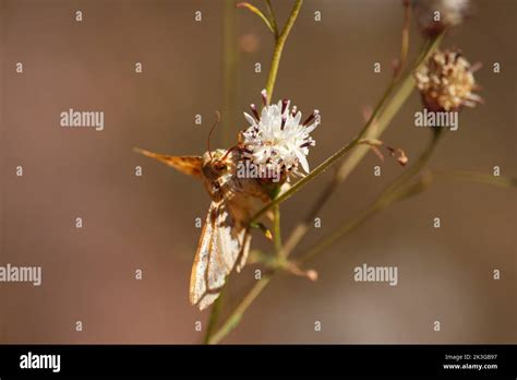 Corn Earworm Moth Or Helicoverpa Zea Feeding On Wrights Thimble Head At Rumsey Park In Payson