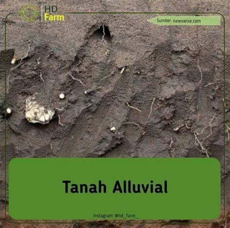 Tanah Aluvial Brain