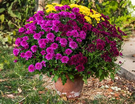 Chrysanthèmes colorez votre automne Mon jardin d idées Mon jardin d