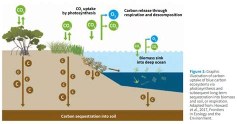 The Ultimate Guide To Understanding Carbon Credits Carbon Credits