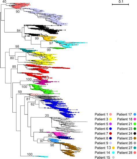 Maximum Likelihood Phylogenetic Tree Of C2 V3 C3 Nucleotide Sequences