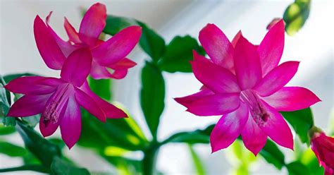 When And How To Fertilize Christmas Cactus Gardener’s Path