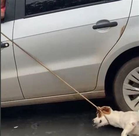 Homem Preso Ao Ser Flagrado Arrastando Cachorro Amarrado No Carro