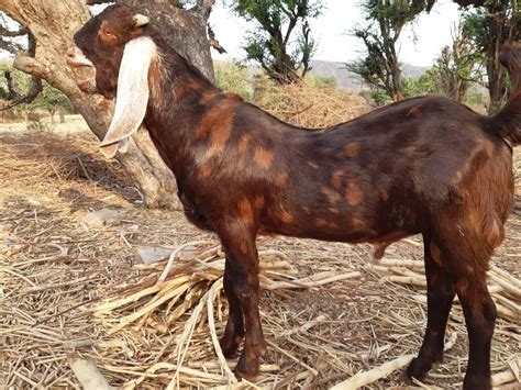 5 Se 3 Year Brown Pregnant Sirohi Female Goat Milk Weight 20 To 60