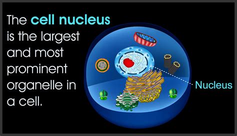 Facts about the Cell Nucleus - Biology Wise