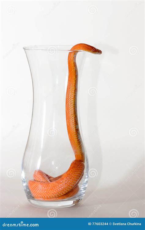 Snake On Female Shoulder And Hand Part Woman Naked Body Boa Constrictor Snake Crawling Per