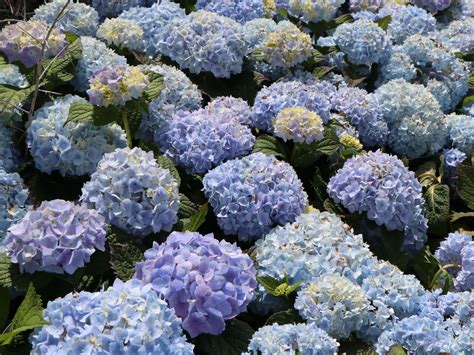 Ballhortensie Endless Summer The Original Blau Hydrangea