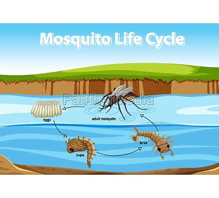 Diagram Showing Mosquito Life Cycle Stock Photo