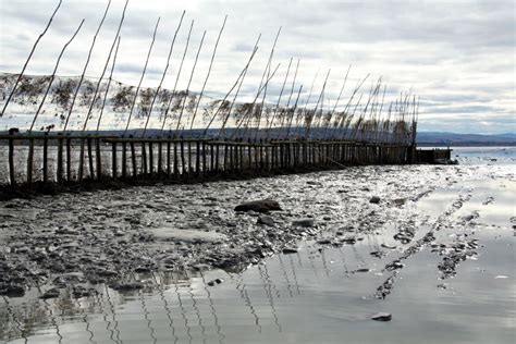 A Modern-Day Eel Weir | Eel Fishing on St.Lawrence South Shore