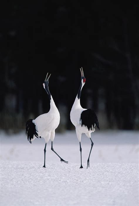 Red Crowned Crane Grus Japonensis Photograph By Konrad Wothe