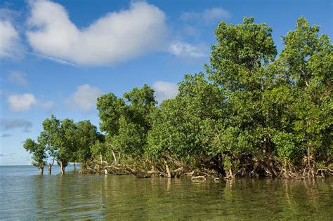 MANGLARES POR QUÉ SON TAN IMPORTANTES PARA EL MEDIO AMBIENTE