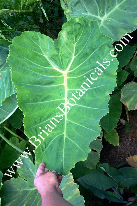 Colocasia Gigantea Common Form Brians Botanicals