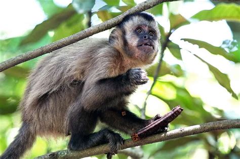 Macaco Prego Espécies Suas Características E O Que Come