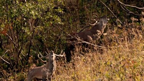 Haute Savoie Le Brame Du Cerf Un Spectacle De La Nature