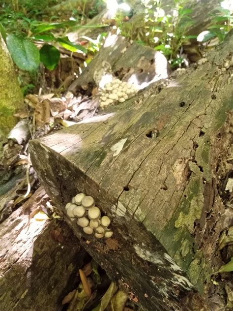 Luminous Porecap From Bunya Mountains Qld Australia On December