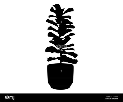 Tropical Plant Silhouette Vector Art Stock Vector Image And Art Alamy