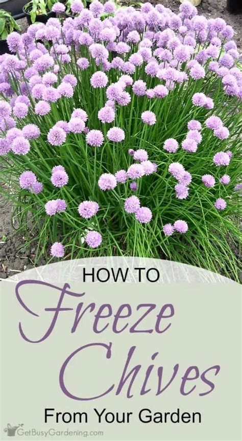 How To Freeze Chives The Simple And Easy Way Chive Flower Herbs Chives