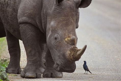 Reasons For Rhino Poaching - TravelGround Blog