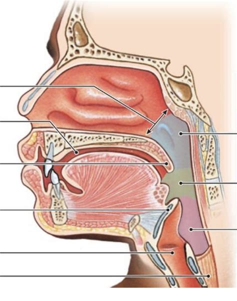 Head Neck Pharynx Diagram Quizlet