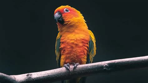 9 Arti Mimpi Dapat Burung Yang Memiliki Banyak Makna Lifestyle Fimela