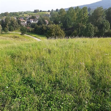 Actionbound Ergebnisse für Bohn im Bound Naturpark Detektive Wiesen