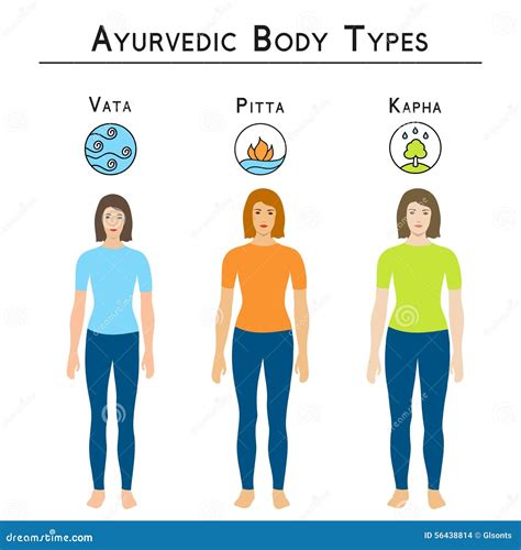 Ayurvedic Body Types Vata Pitta Kapha Stock Vector Illustration