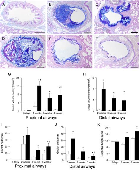 Development Of Airway Mucus Obstruction Goblet Cell Metaplasia And