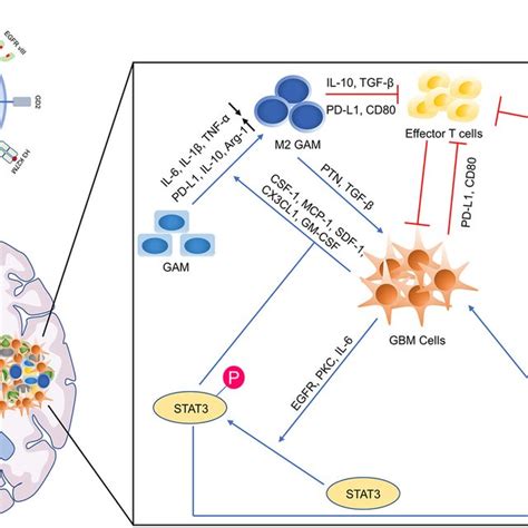 The Microenvironmental Landscape Of Gbm A The Gbm Associated